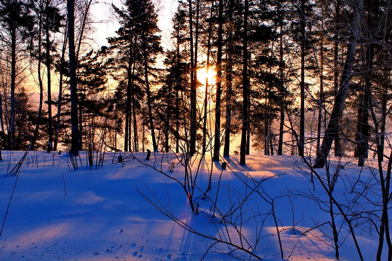 Sunset in a snowy forest