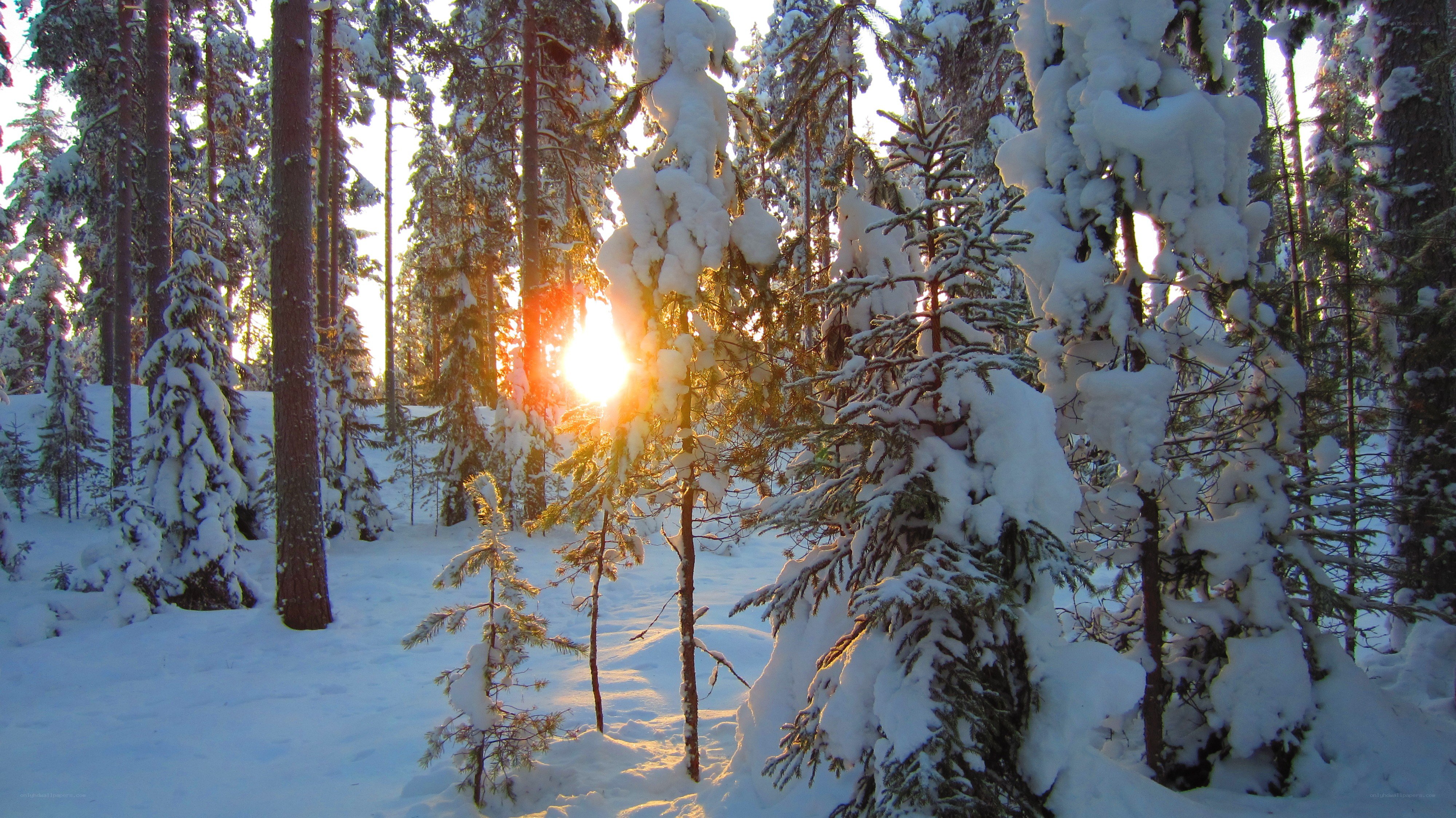 Sunset in a snowy forest