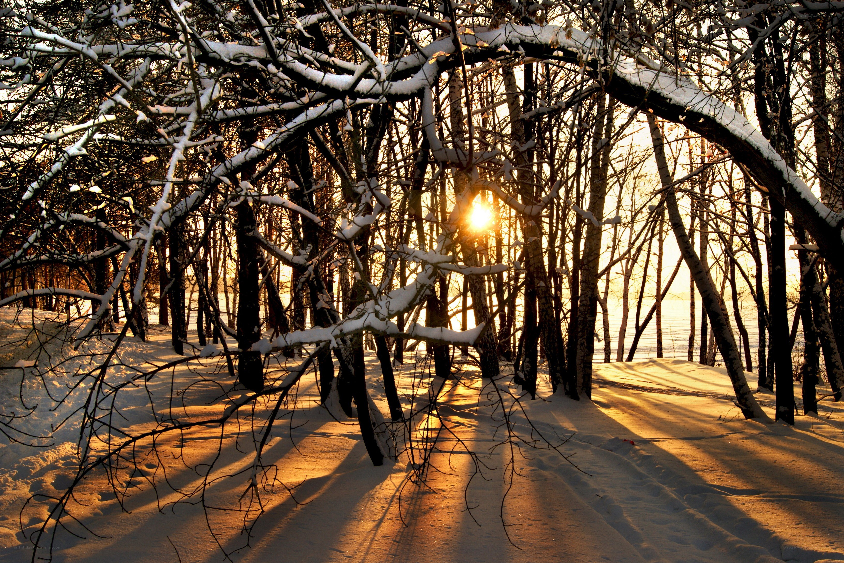 Sunset in a snowy forest
