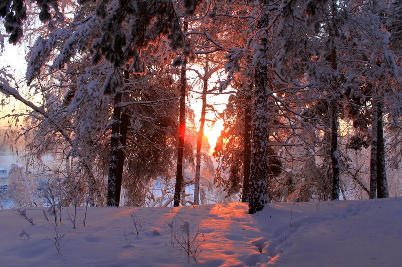 Sunset in a snowy forest