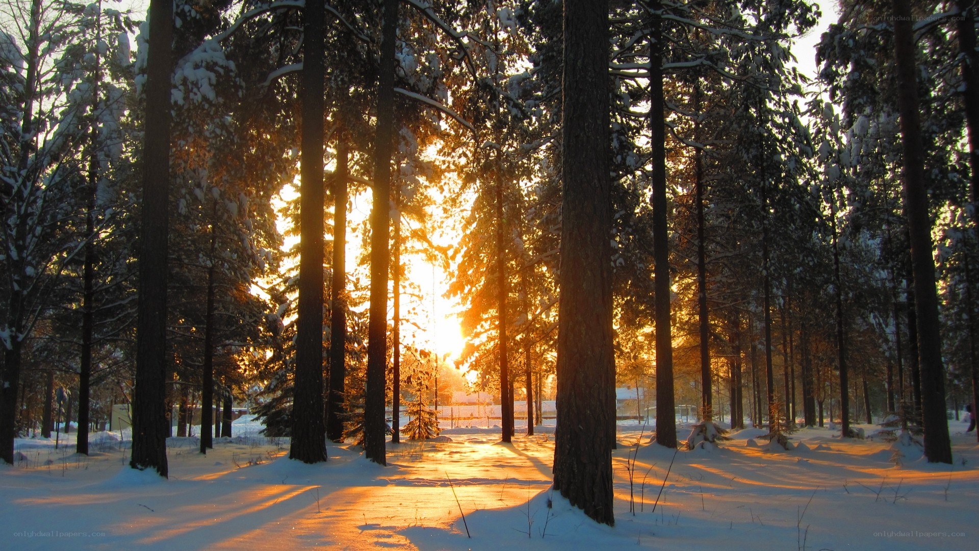 Sunset in a snowy forest