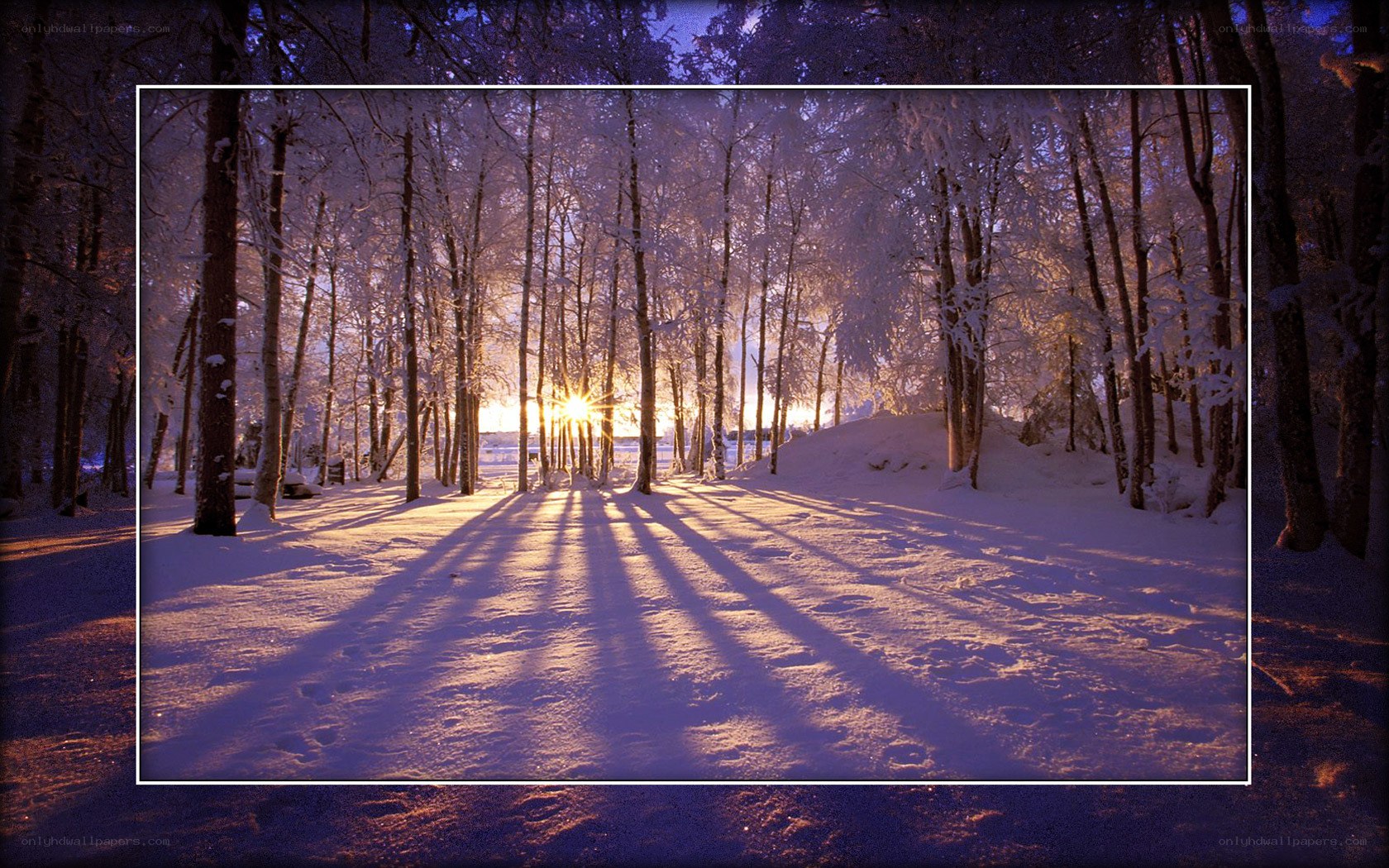 Sunset in a snowy forest