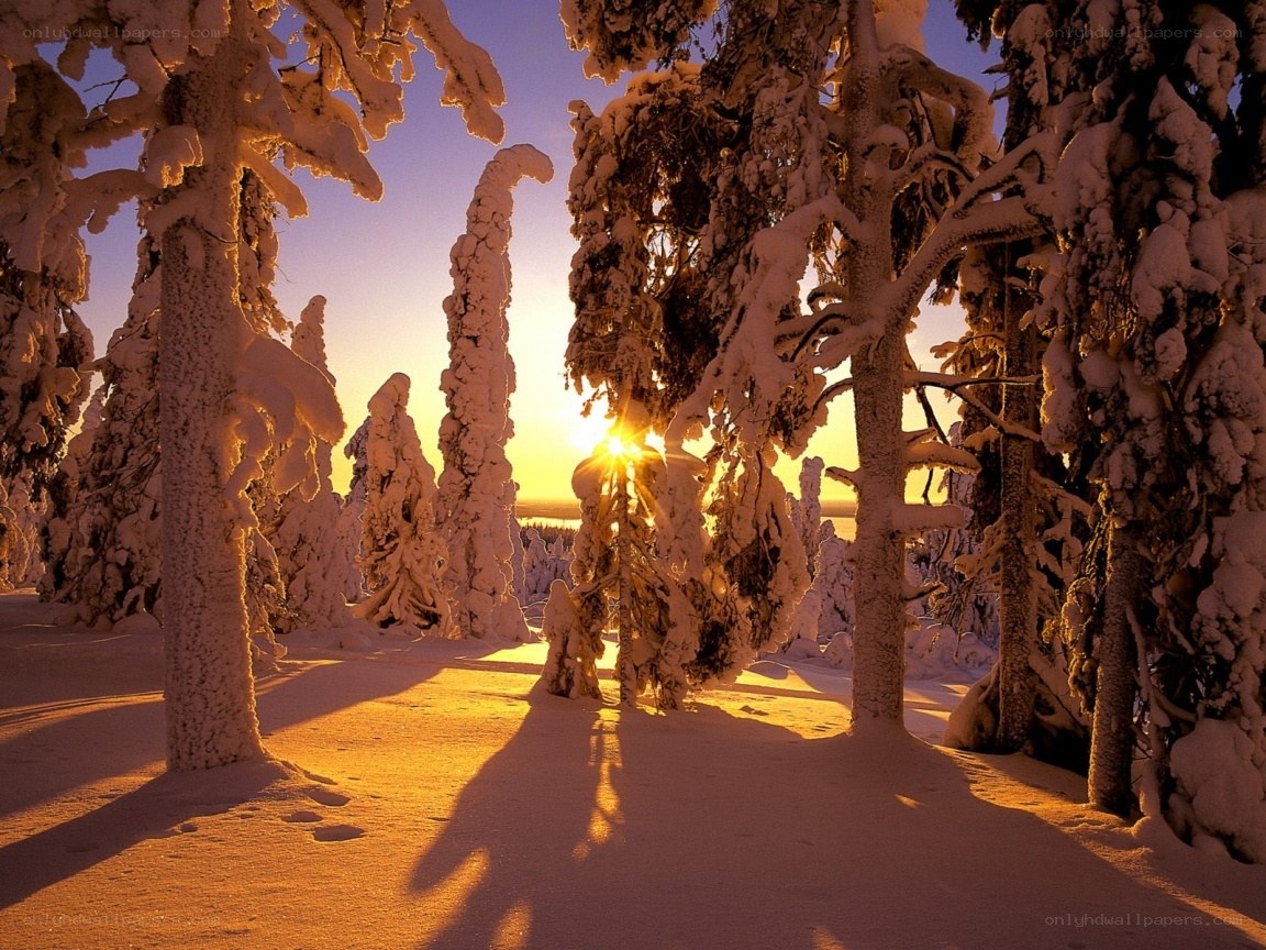 Sunset in a snowy forest