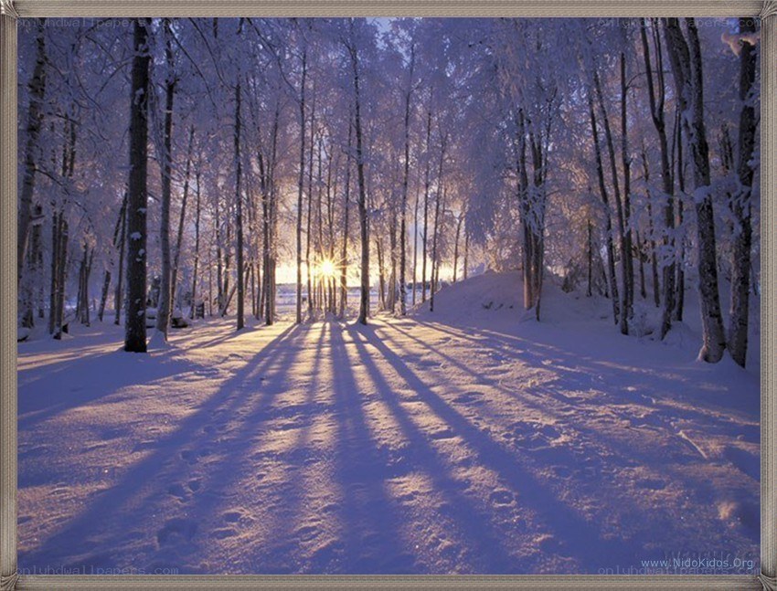 Sunset in a snowy forest