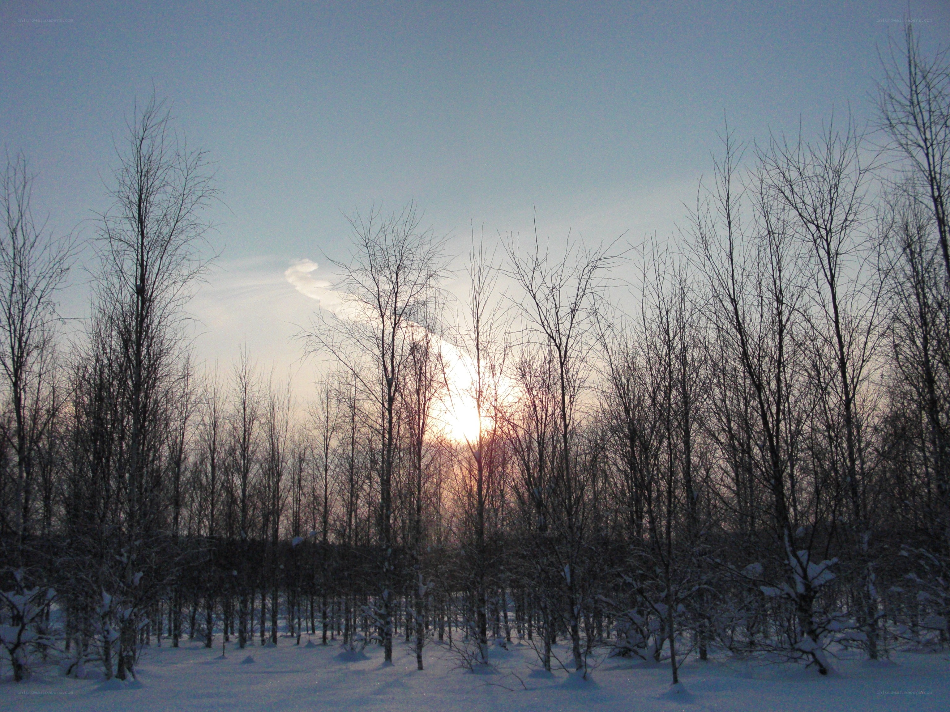 Sunset in a snowy forest