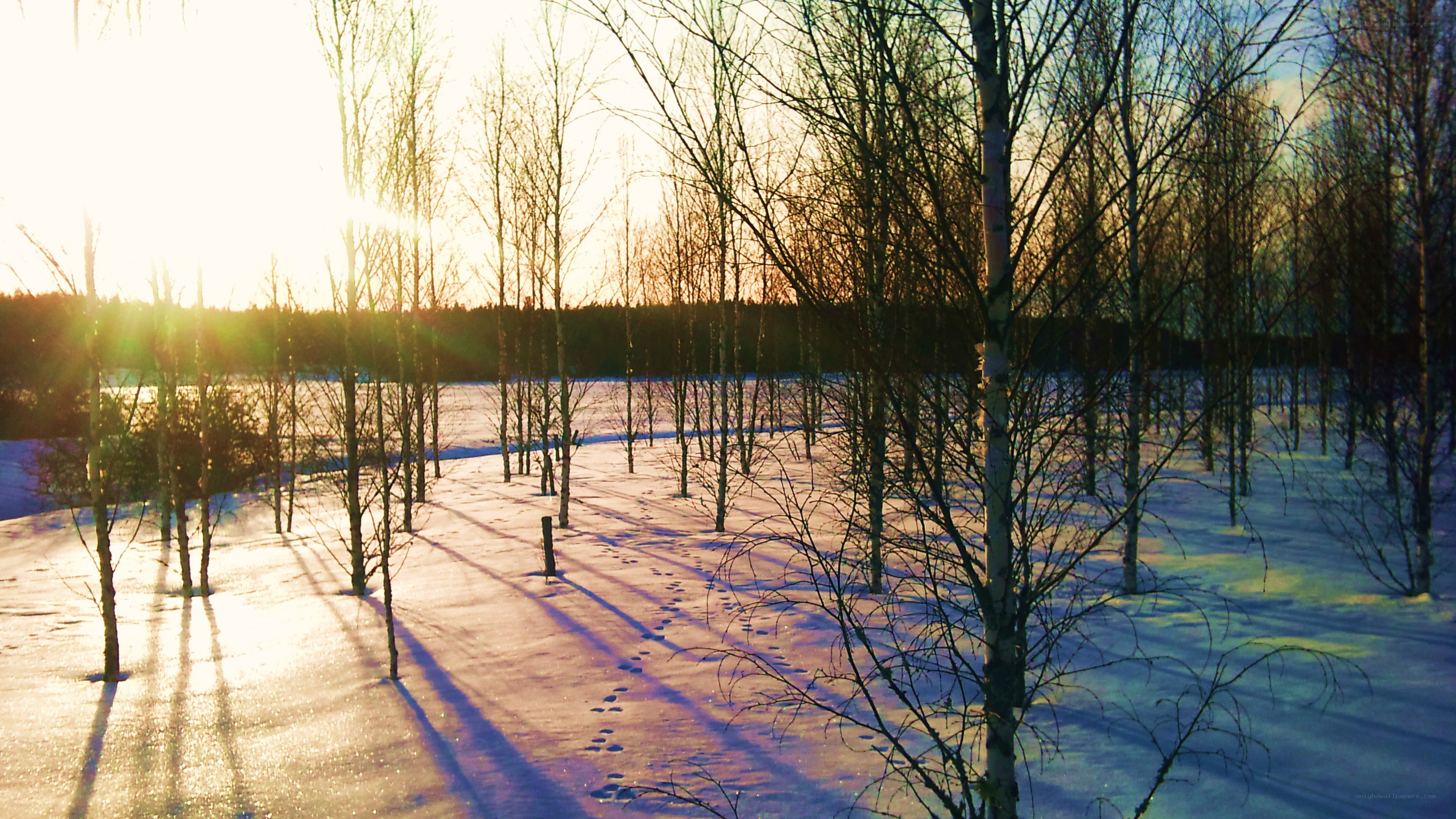 Sunset in a snowy forest