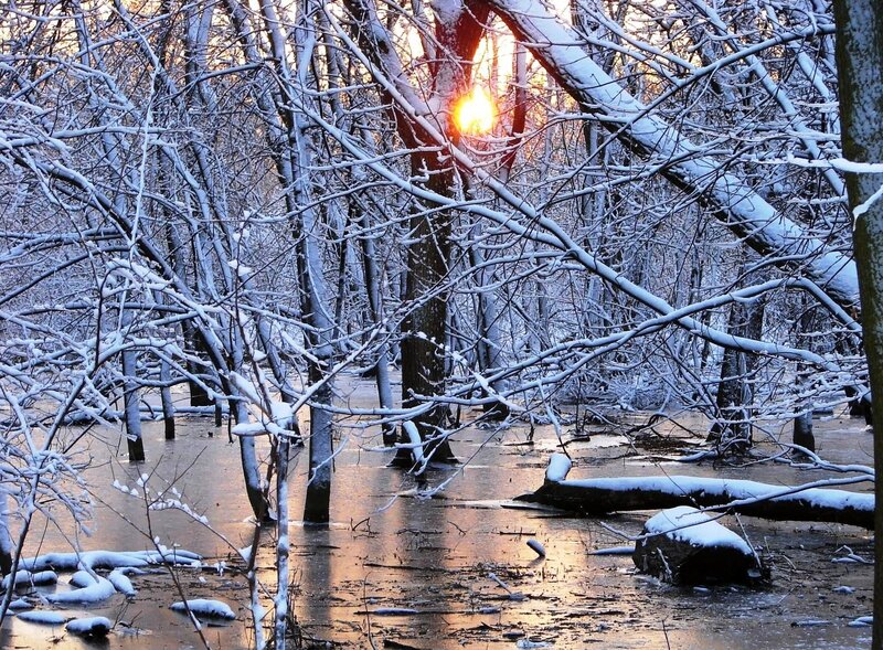 Sunset in a snowy forest