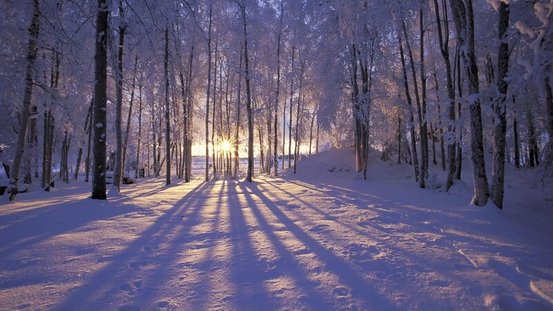 Sunset in a snowy forest