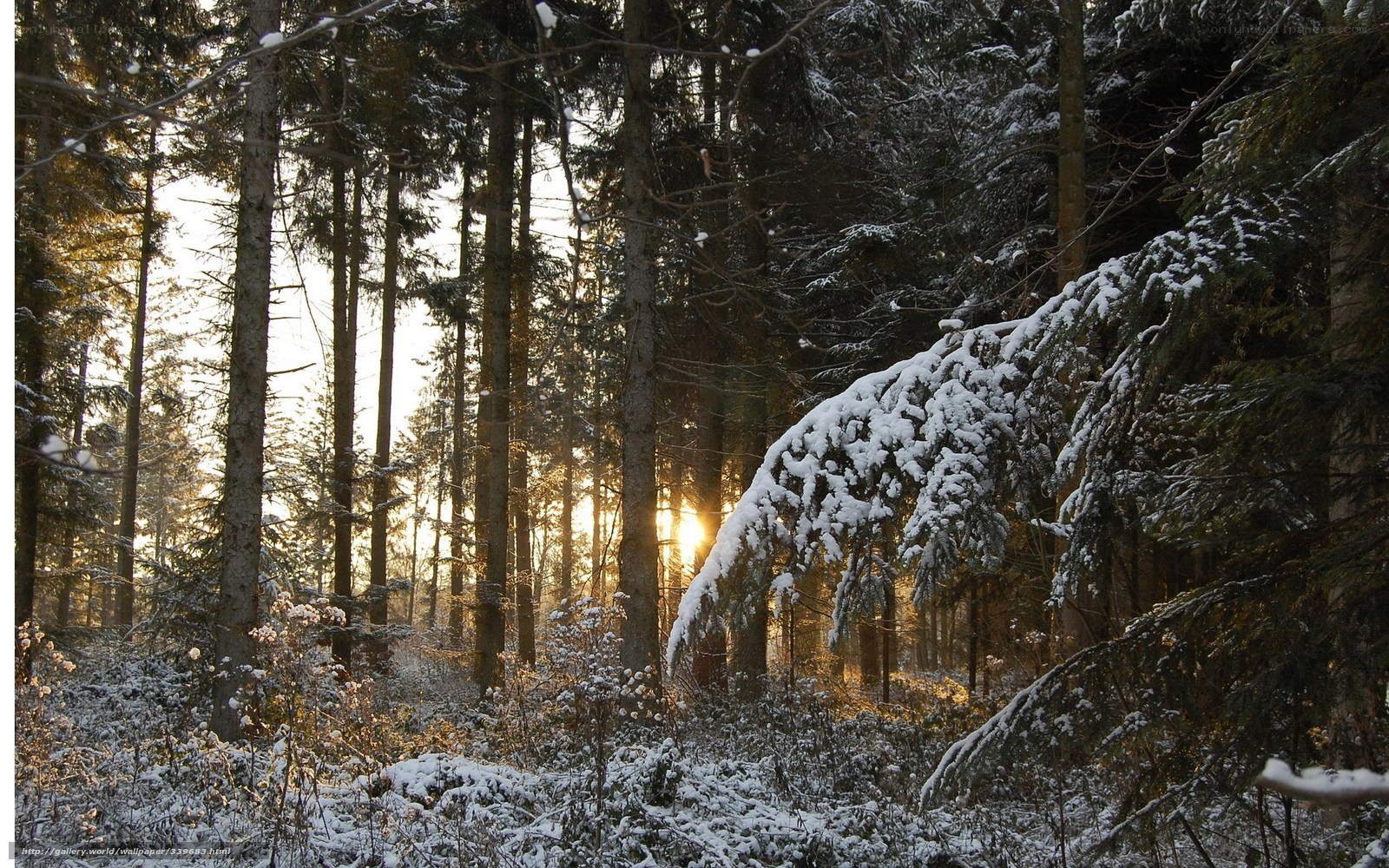 Sunset in a snowy forest