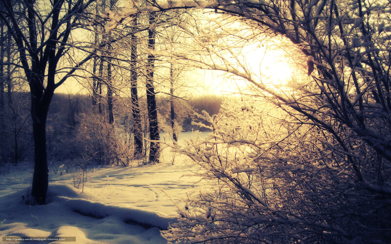 Sunset in a snowy forest