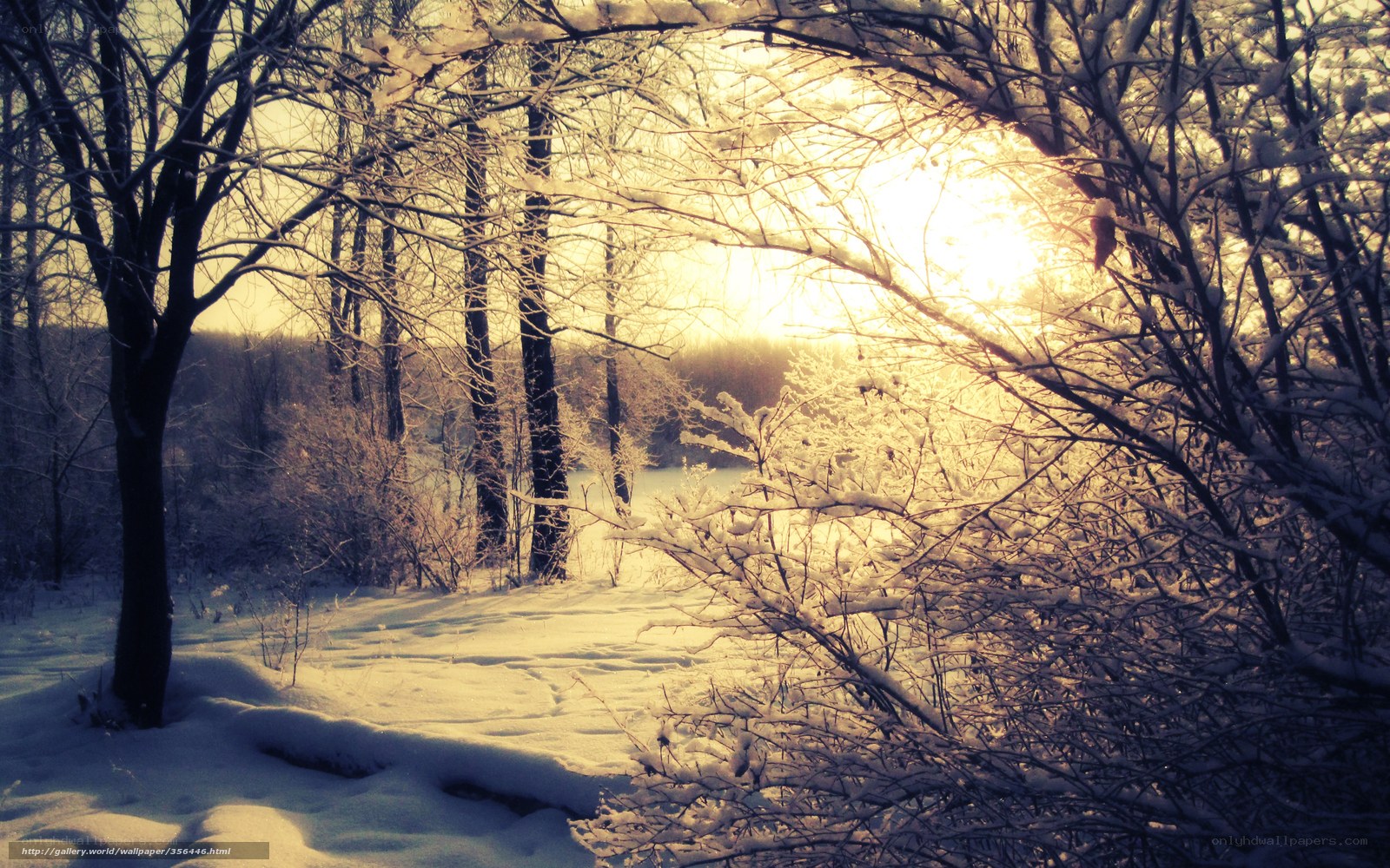 Sunset in a snowy forest