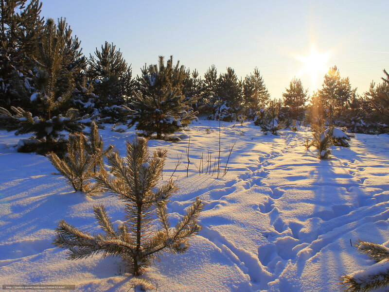 Sunset in a snowy pine forest