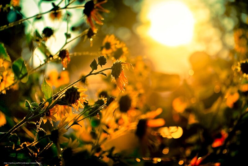 Sunset in a sunflower field