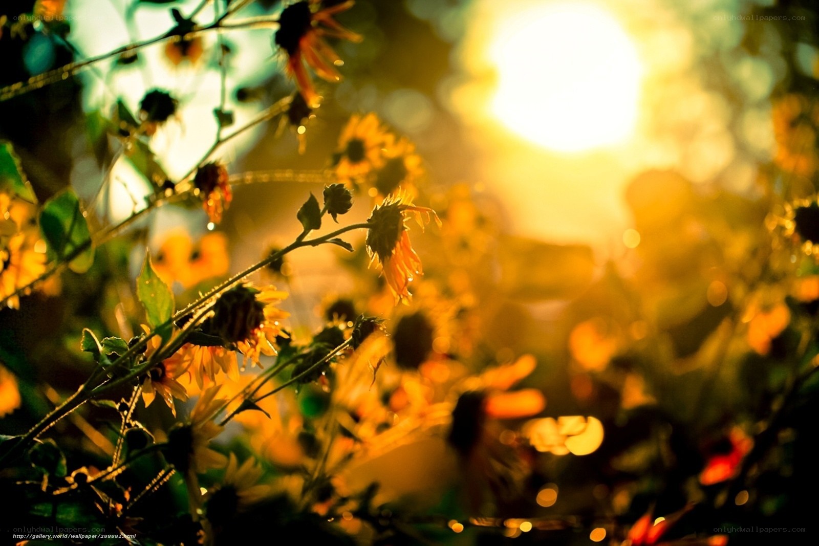 Sunset in a sunflower field