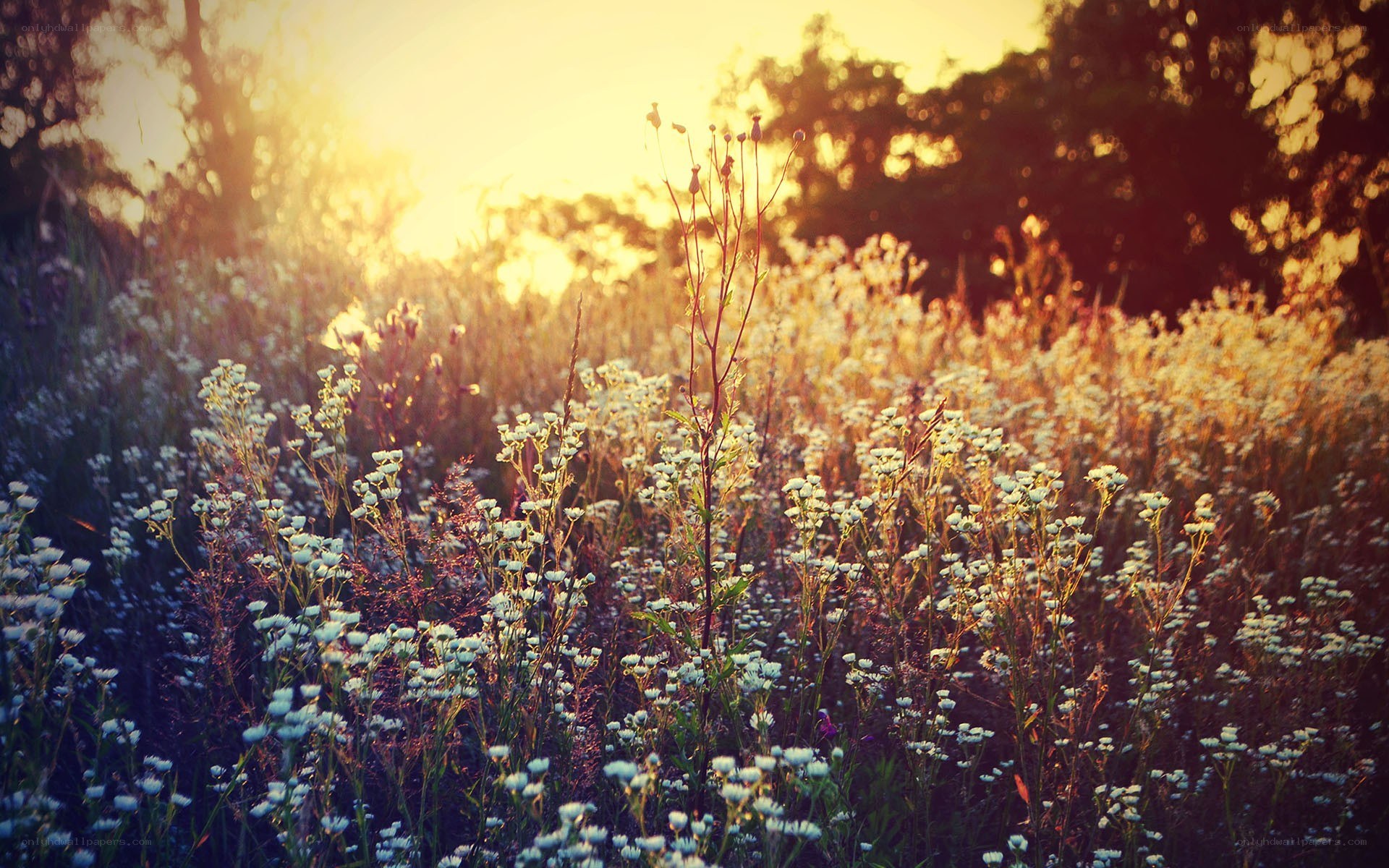 Sunset in a wildflower field