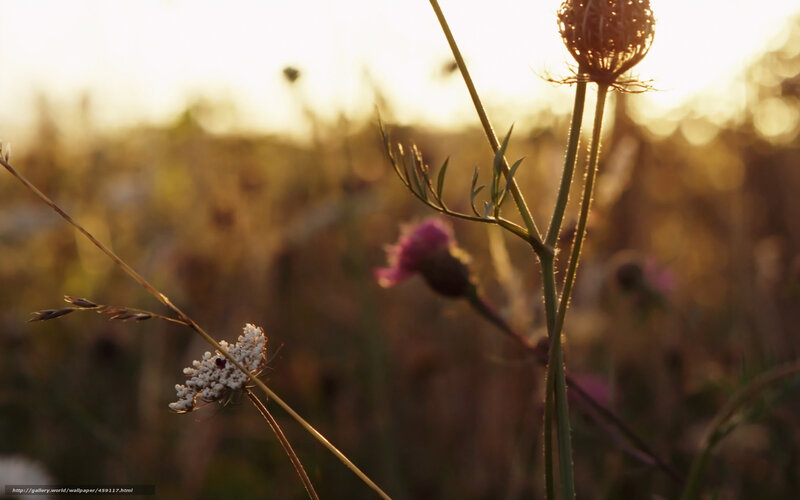 Sunset in a wildflower field