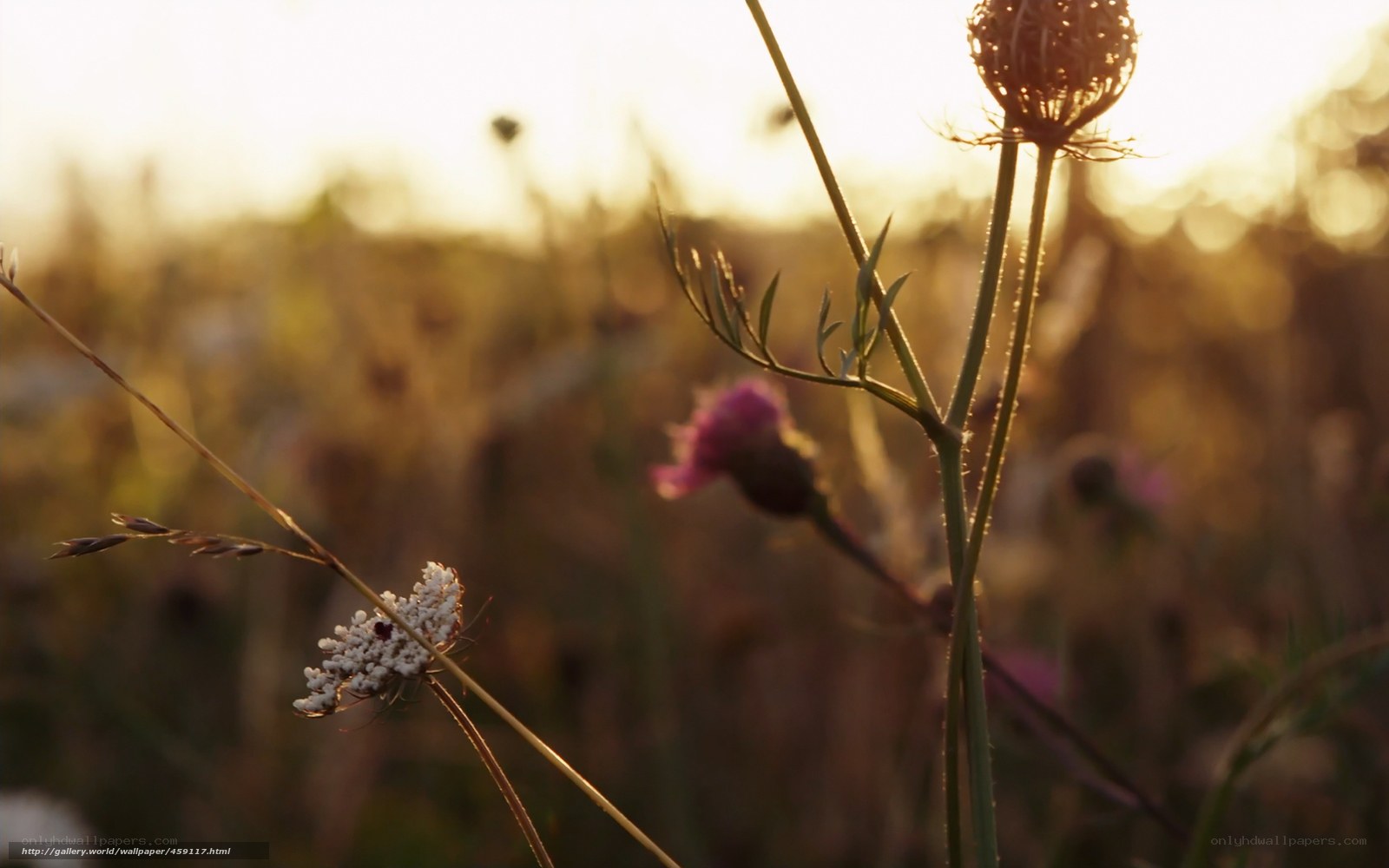 Sunset in a wildflower field