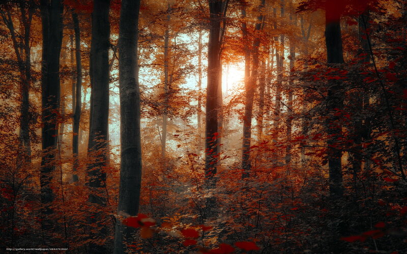 Sunset in autumn forest