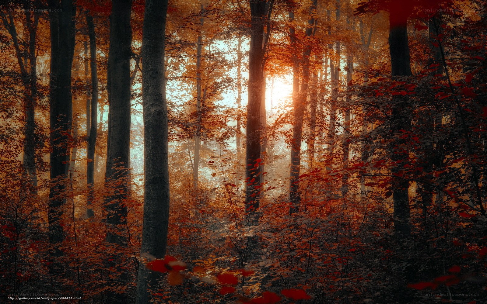 Sunset in autumn forest