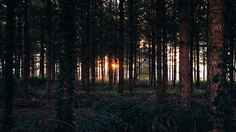 Sunset in Pine Forest — Green