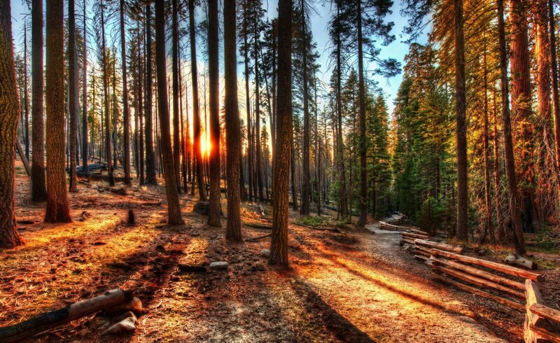 Sunset in Pine Forest