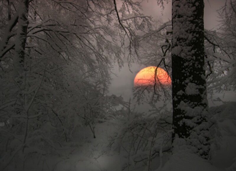 Sunset in Snowy Forest