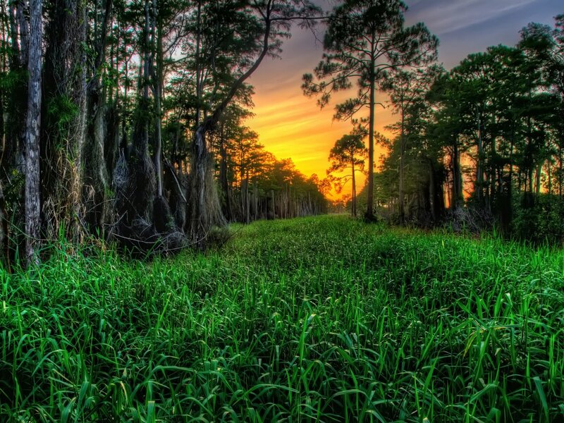 Sunset in Swamp Forest
