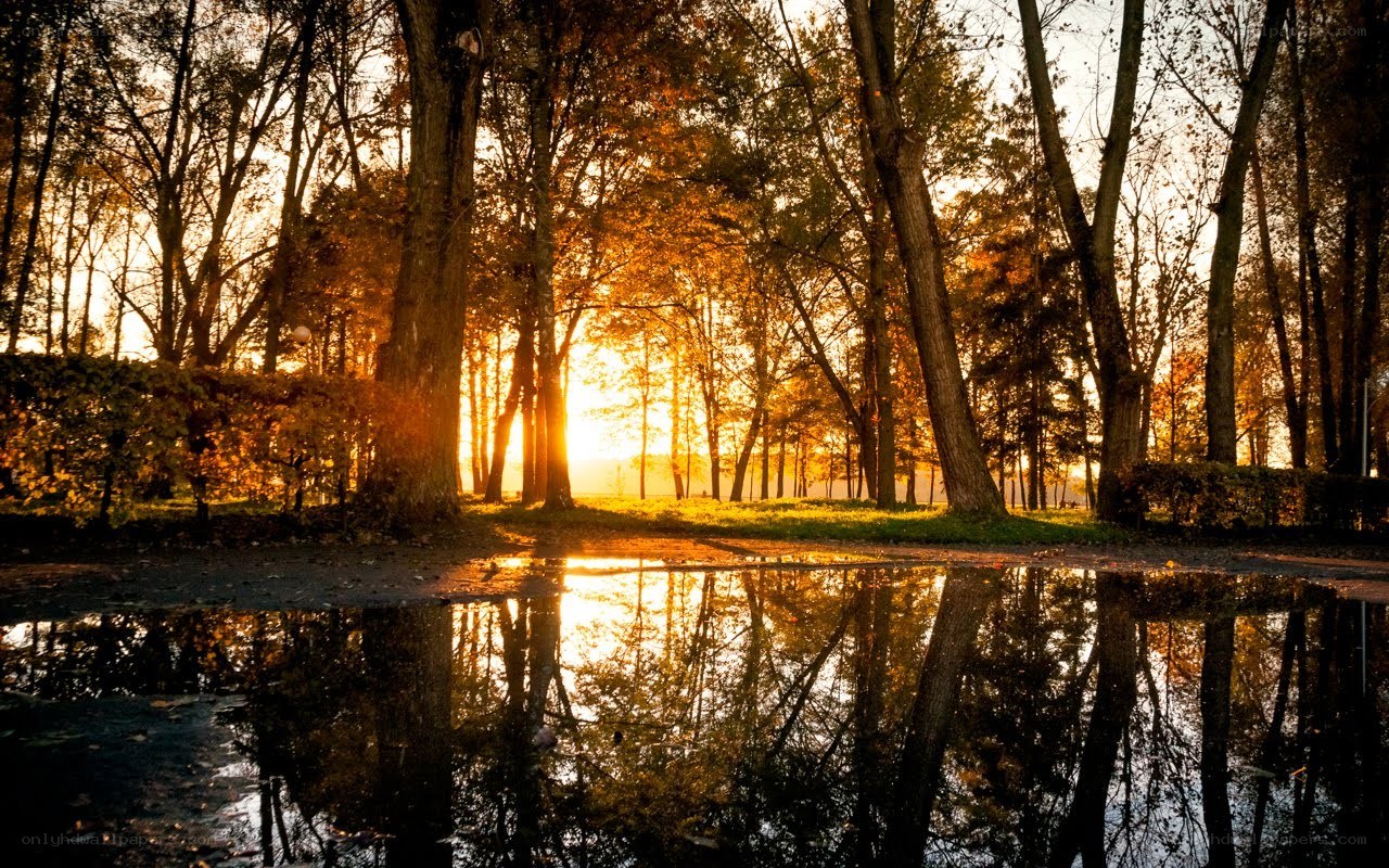 Sunset in the autumn forest