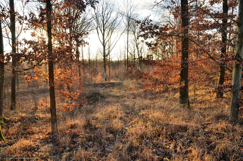 Sunset in the autumn forest