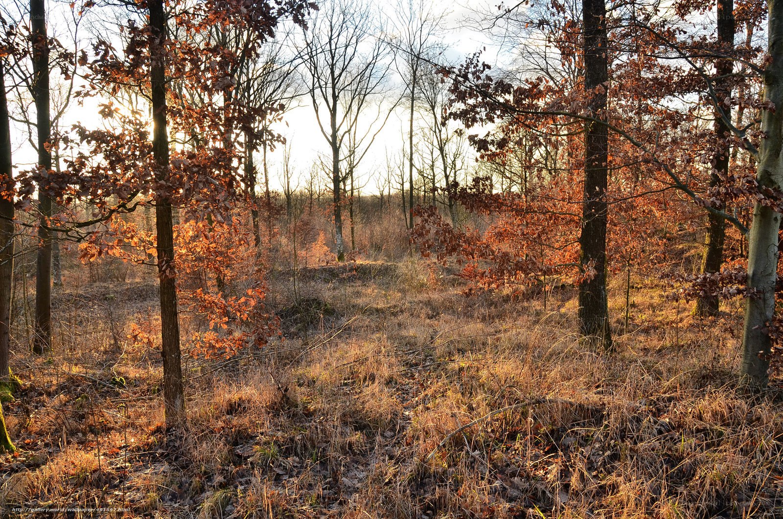 Sunset in the autumn forest