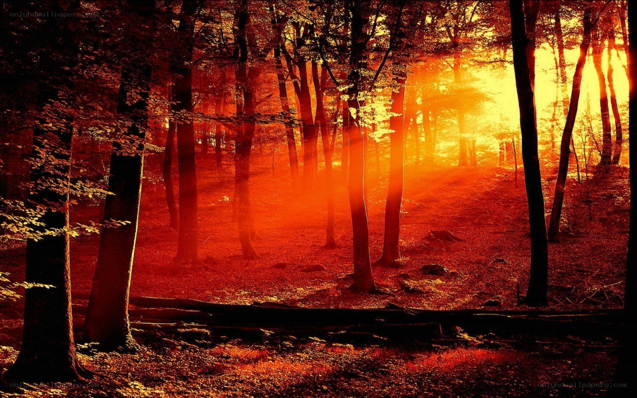 Sunset in the forest