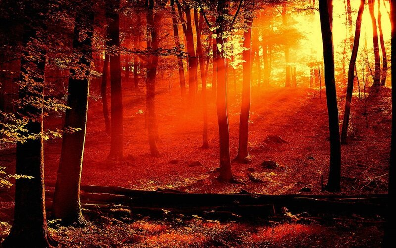 Sunset in the forest