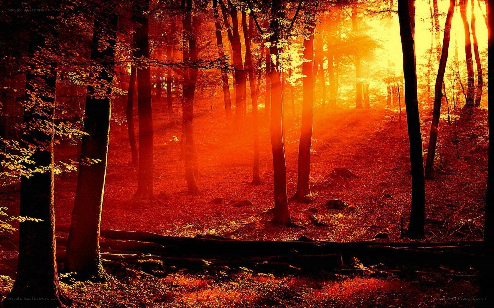 Sunset in the forest