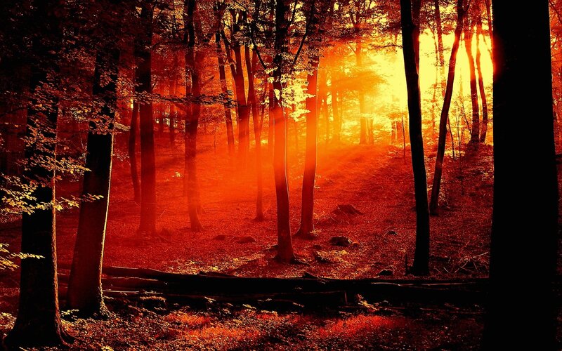 Sunset in the forest