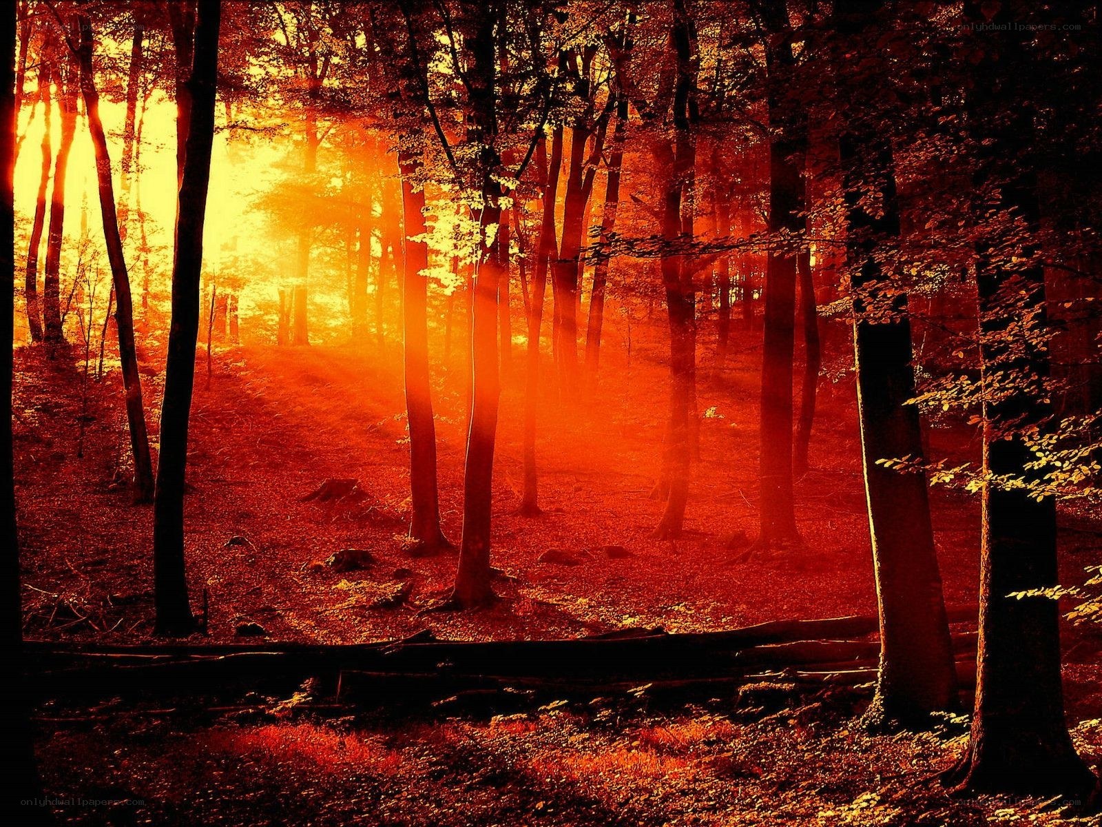 Sunset in the forest