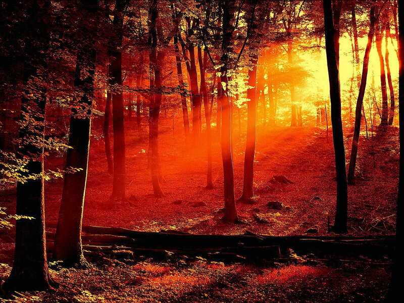 Sunset in the forest