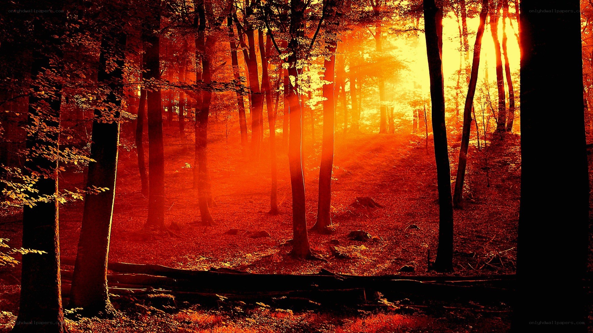 Sunset in the forest