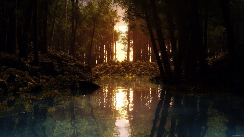 Sunset in the forest pond