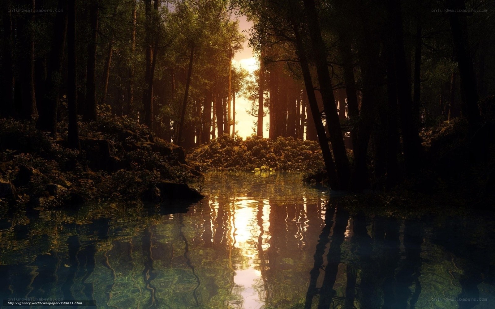 Sunset in the forest stream