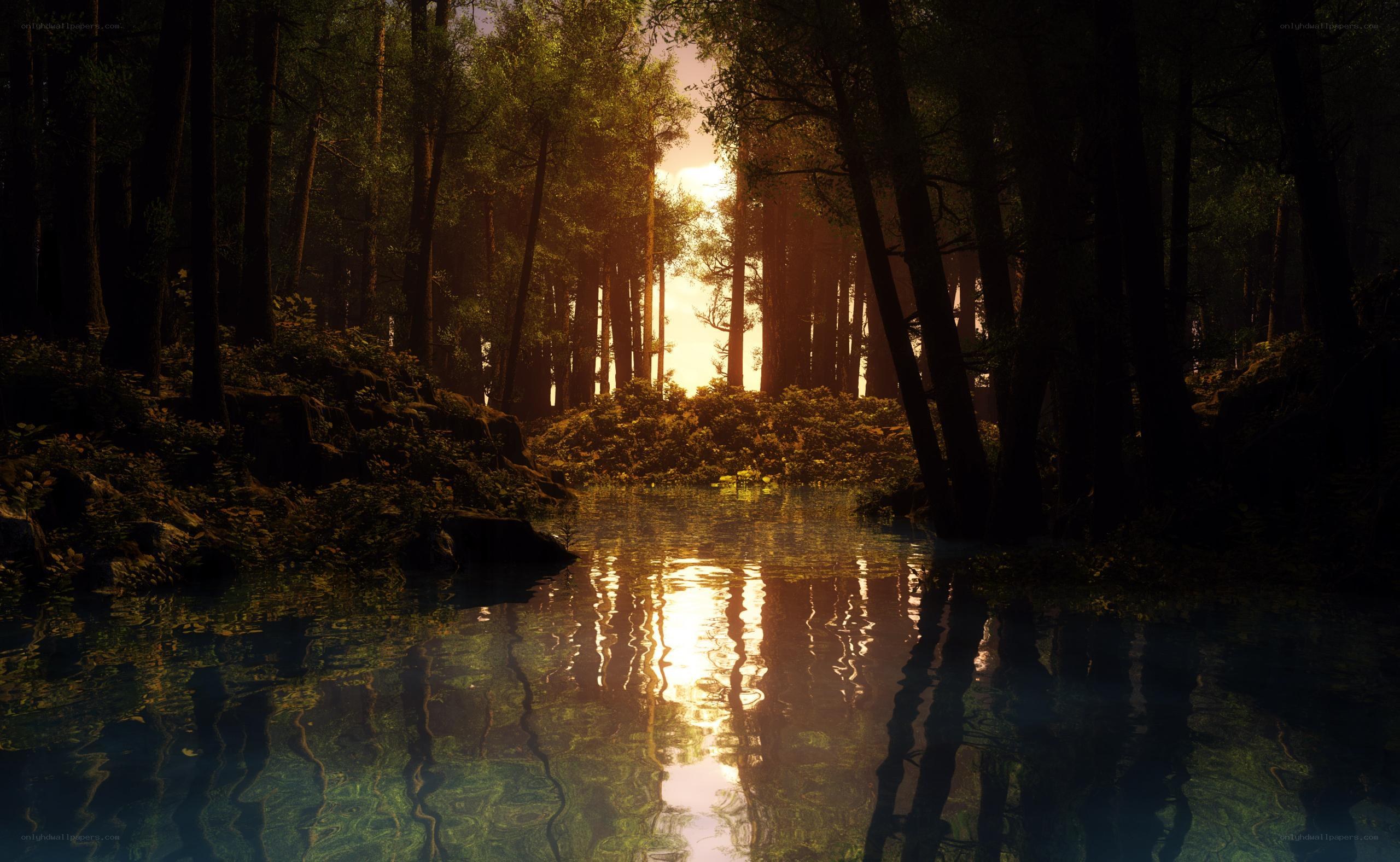 Sunset in the forest stream