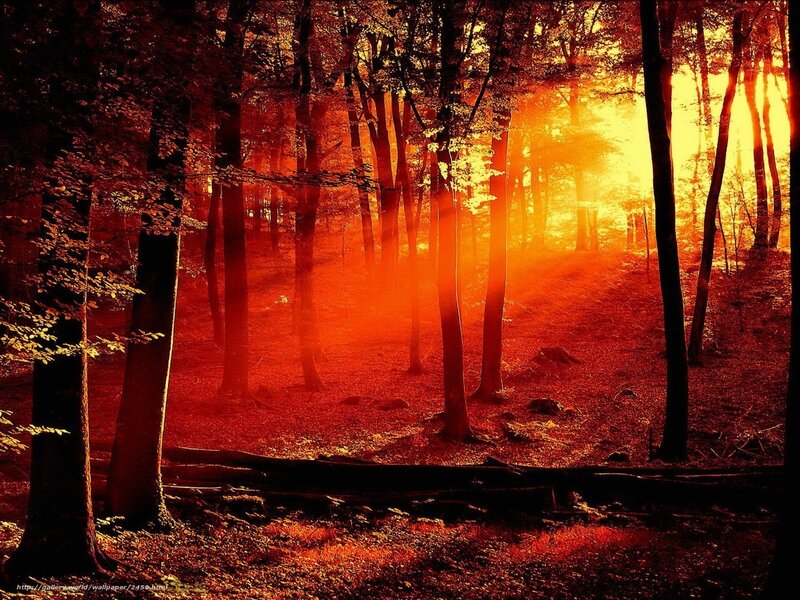 Sunset in the forest
