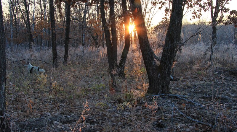 Sunset in the forest with a dog