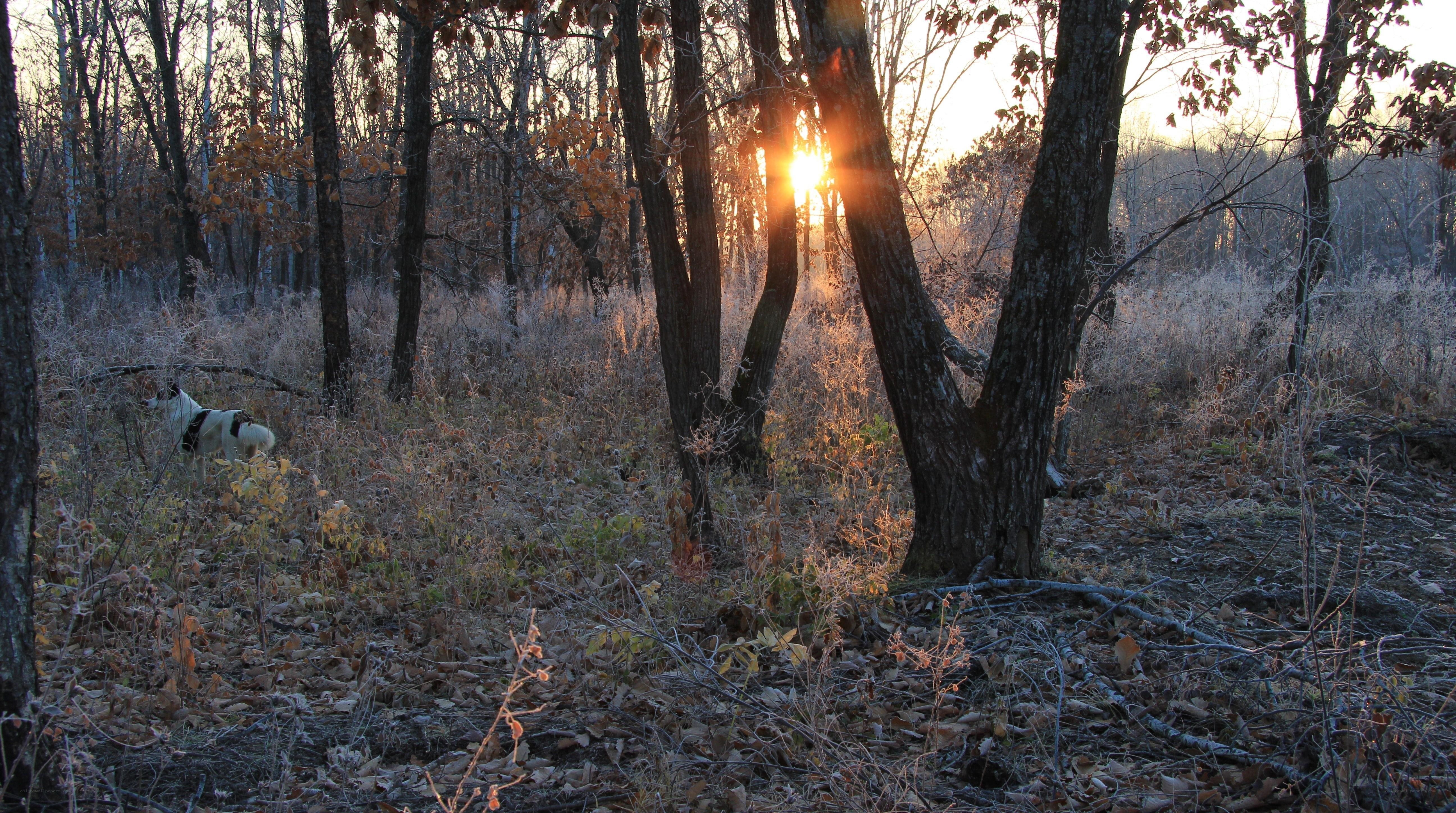 Sunset in the forest with a dog