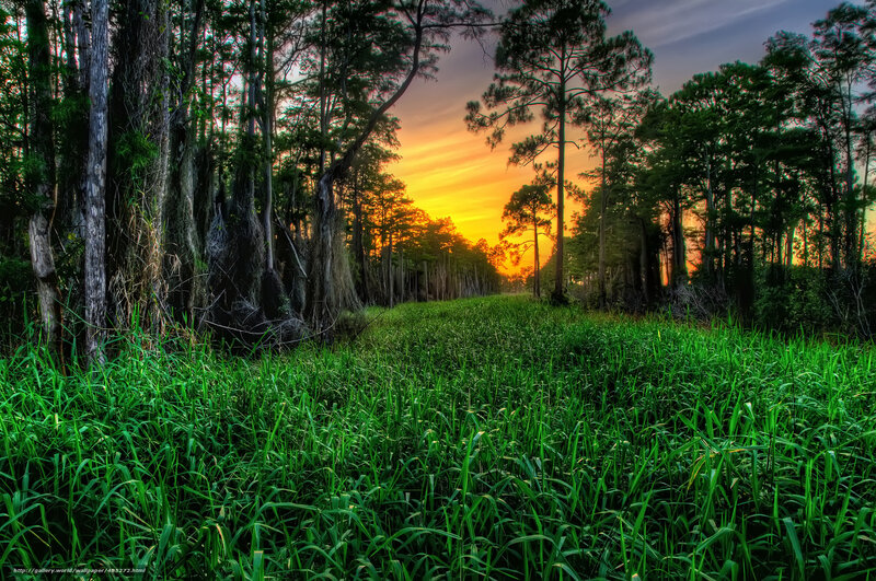 Sunset in the swamp