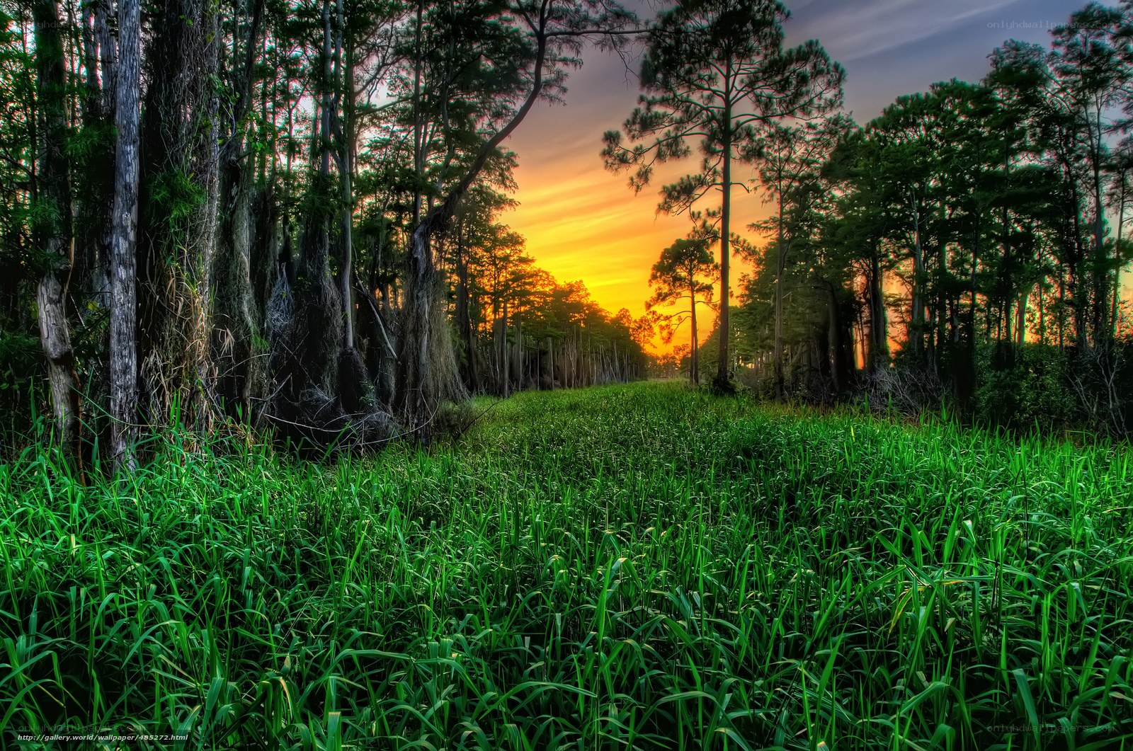 Sunset in the swamp