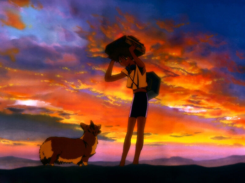 Sunset journey with dog