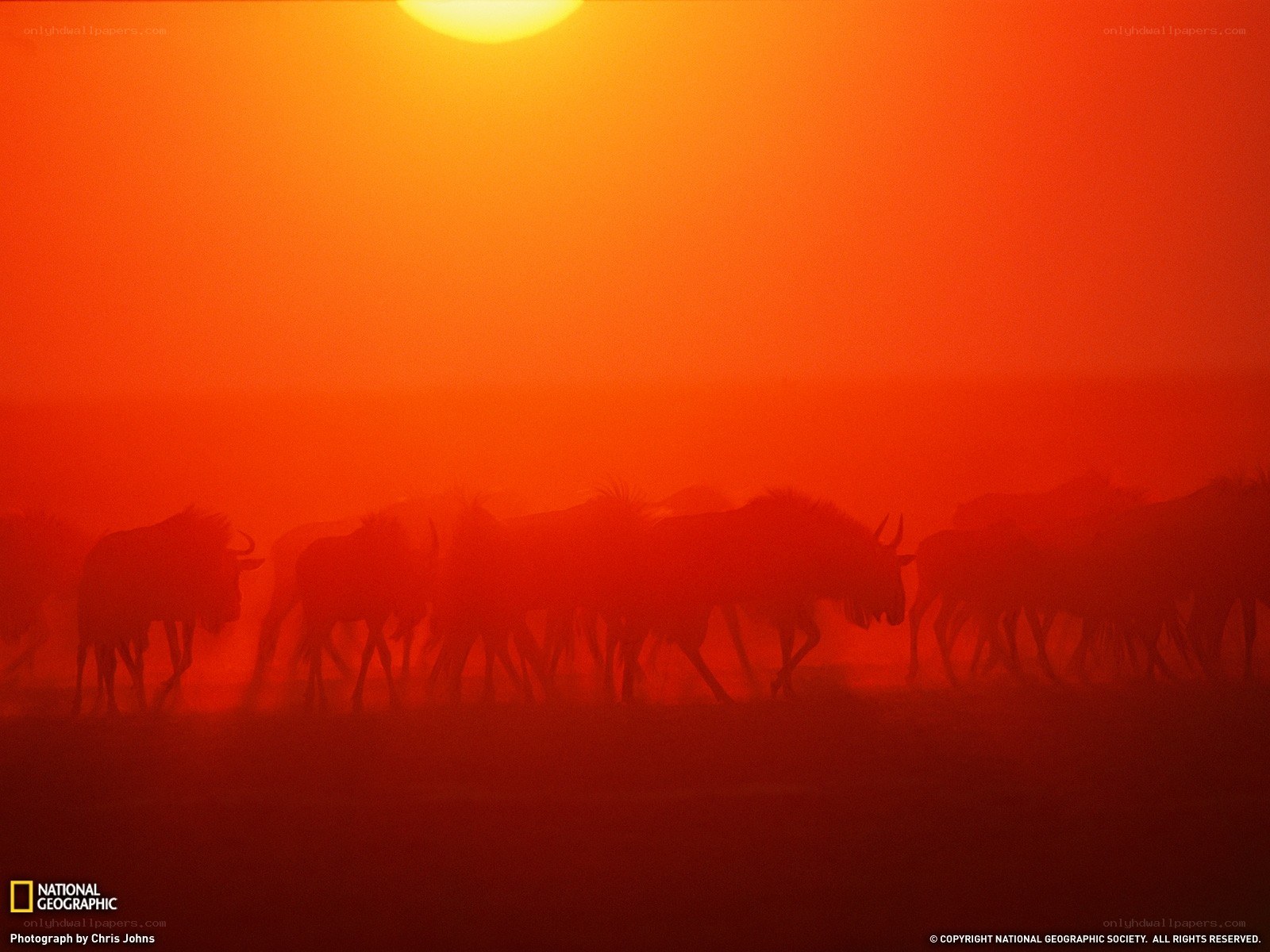 Sunset migration of wildebeests