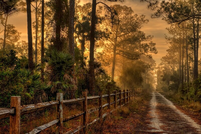 Sunset on a forest path