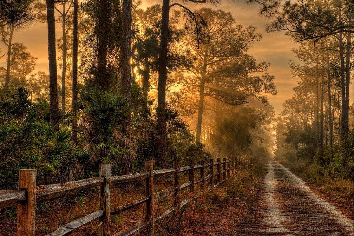 Sunset on a forest path