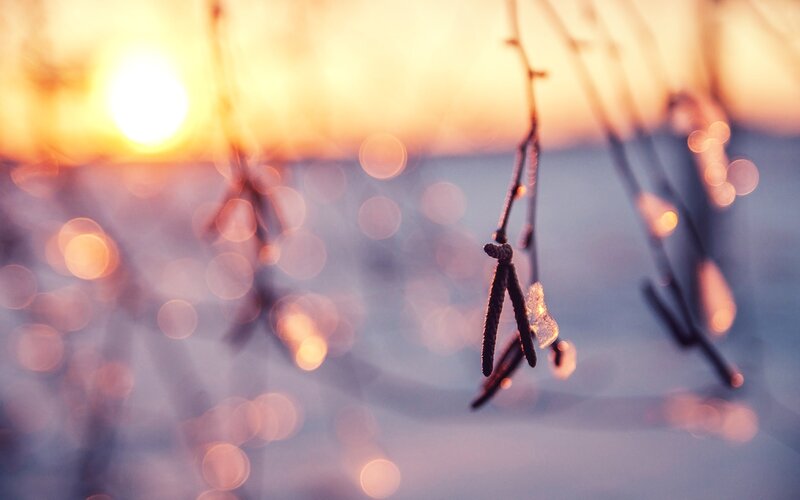 Sunset on a frosty branch